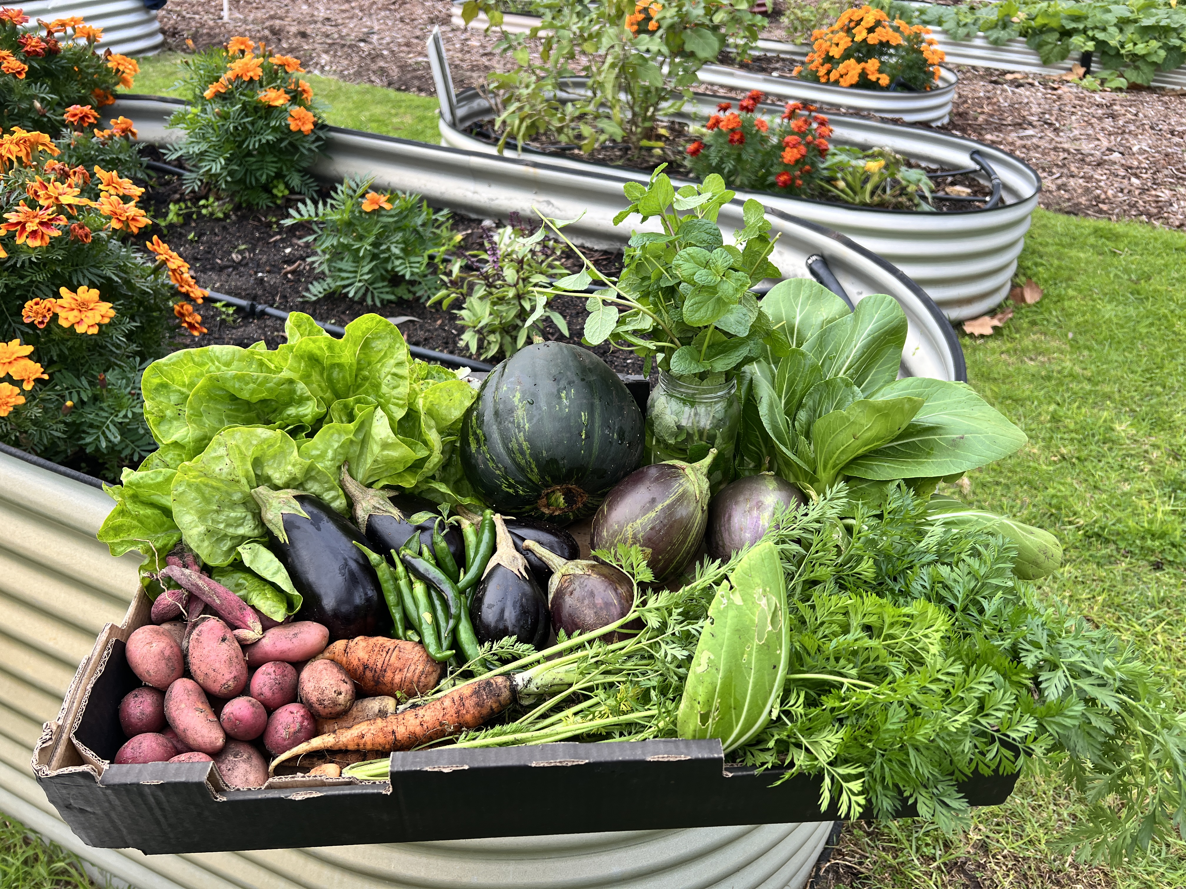 McDougall Farm Community Garden Harvest