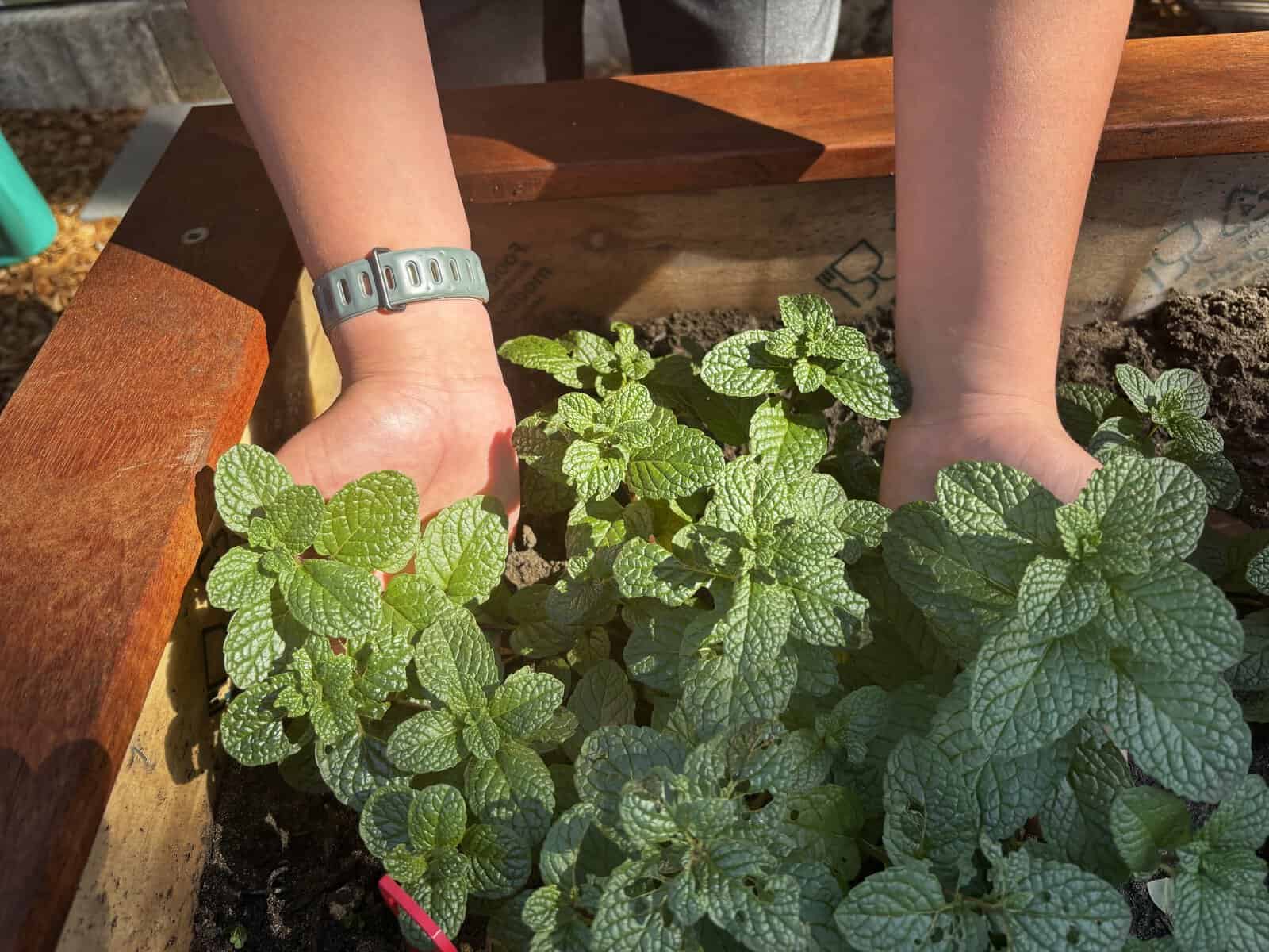 Living Laudato Si’ – Caring for Our Common Home